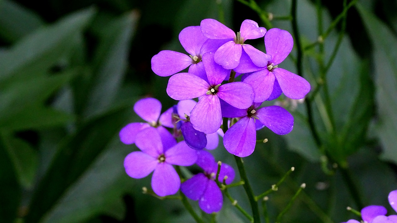 flowers  purple  bloom free photo