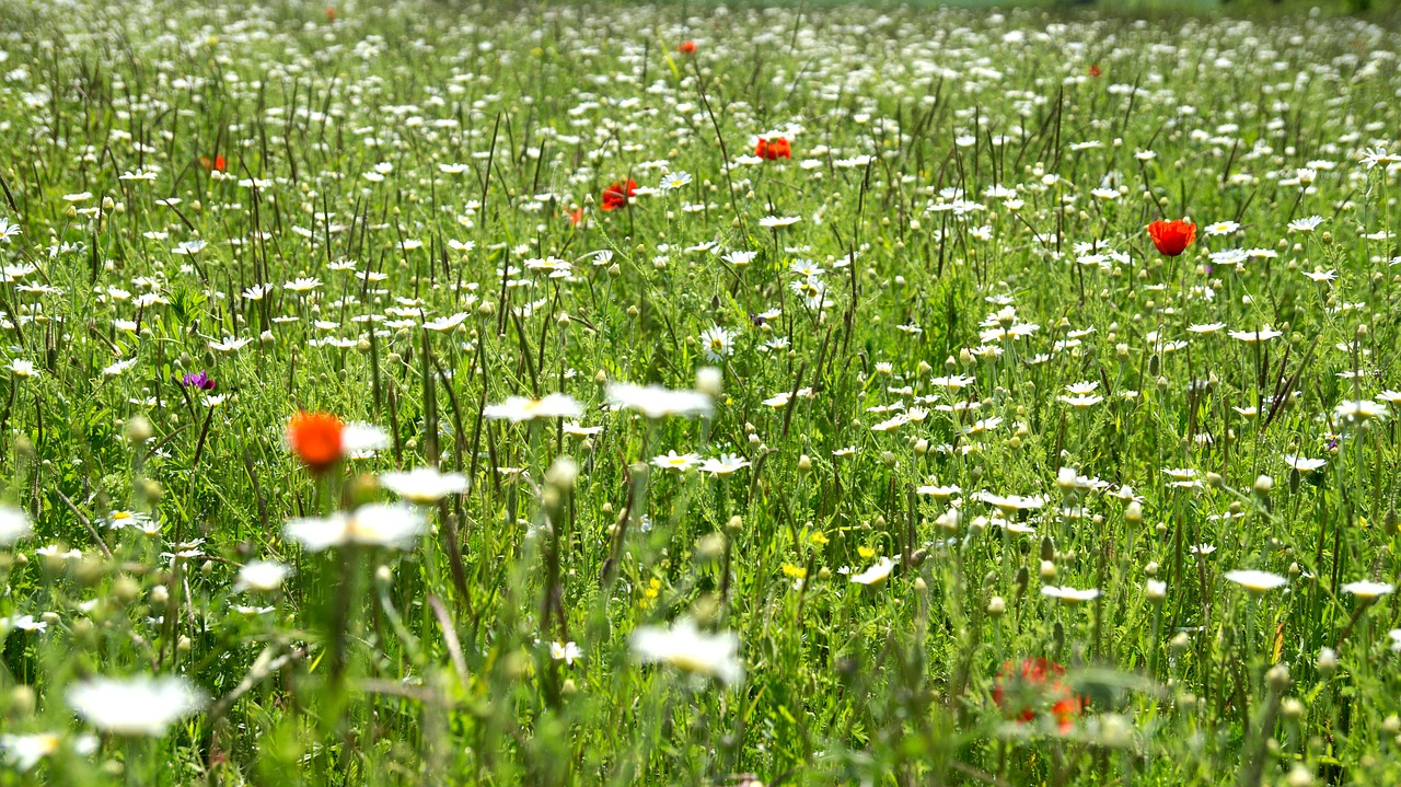 flowers meadow white free photo