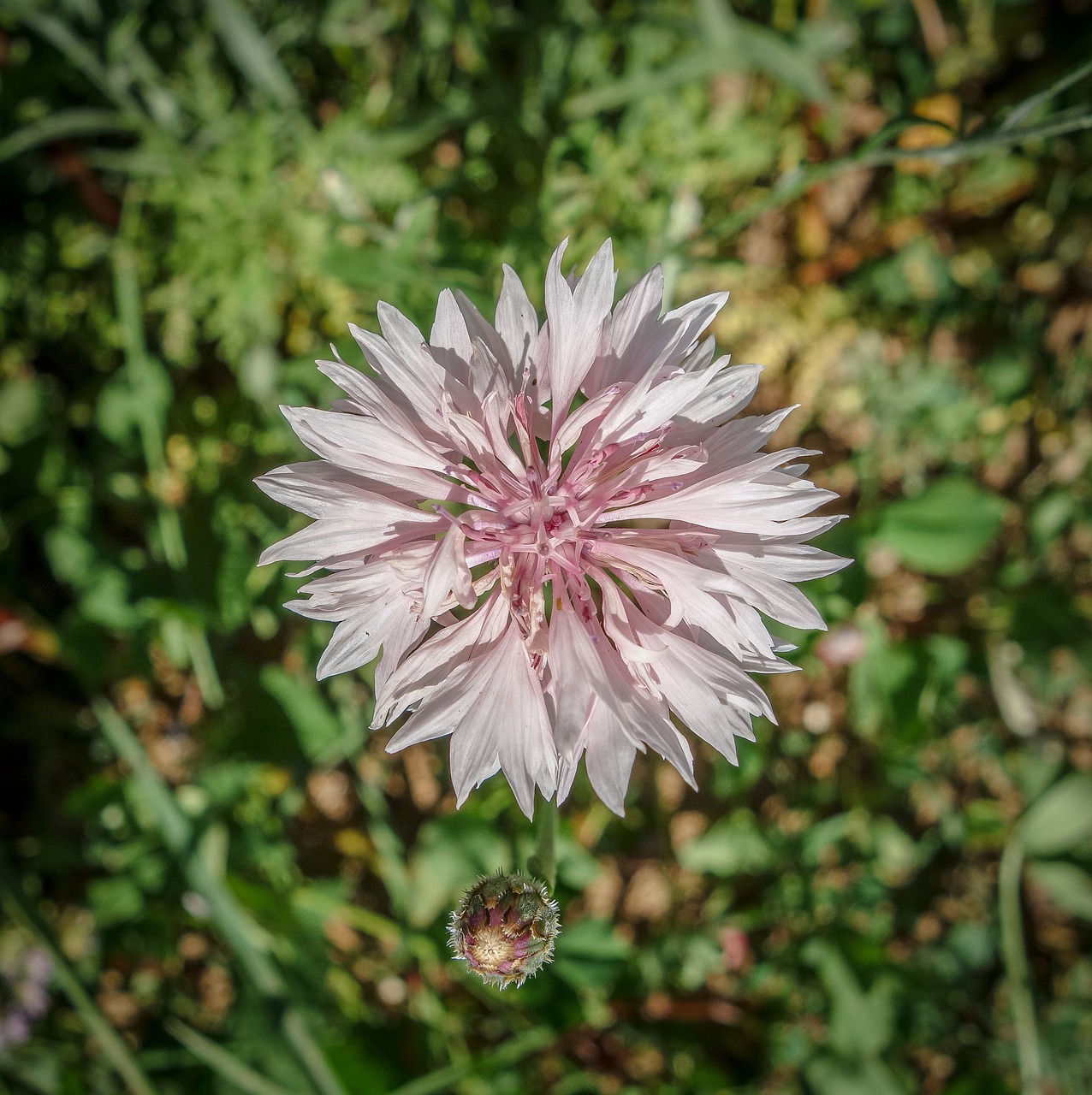 flowers  bud  thistle free photo