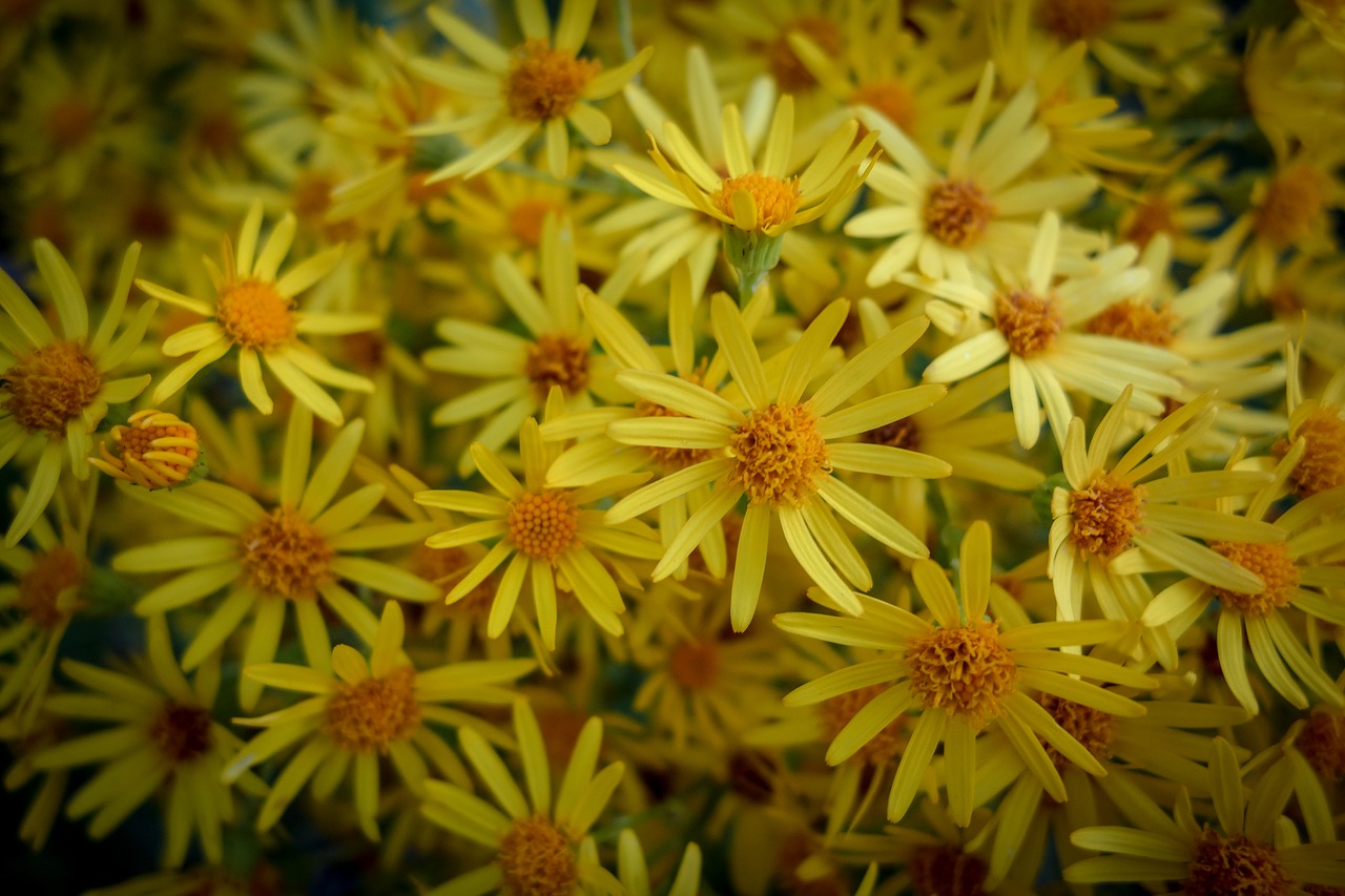 flowers  bloom  yellow free photo