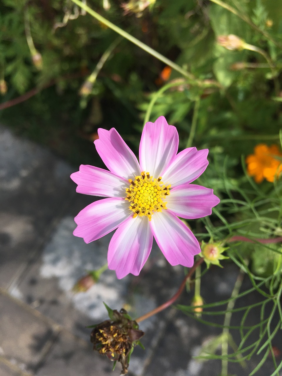 flowers  paving  bush free photo