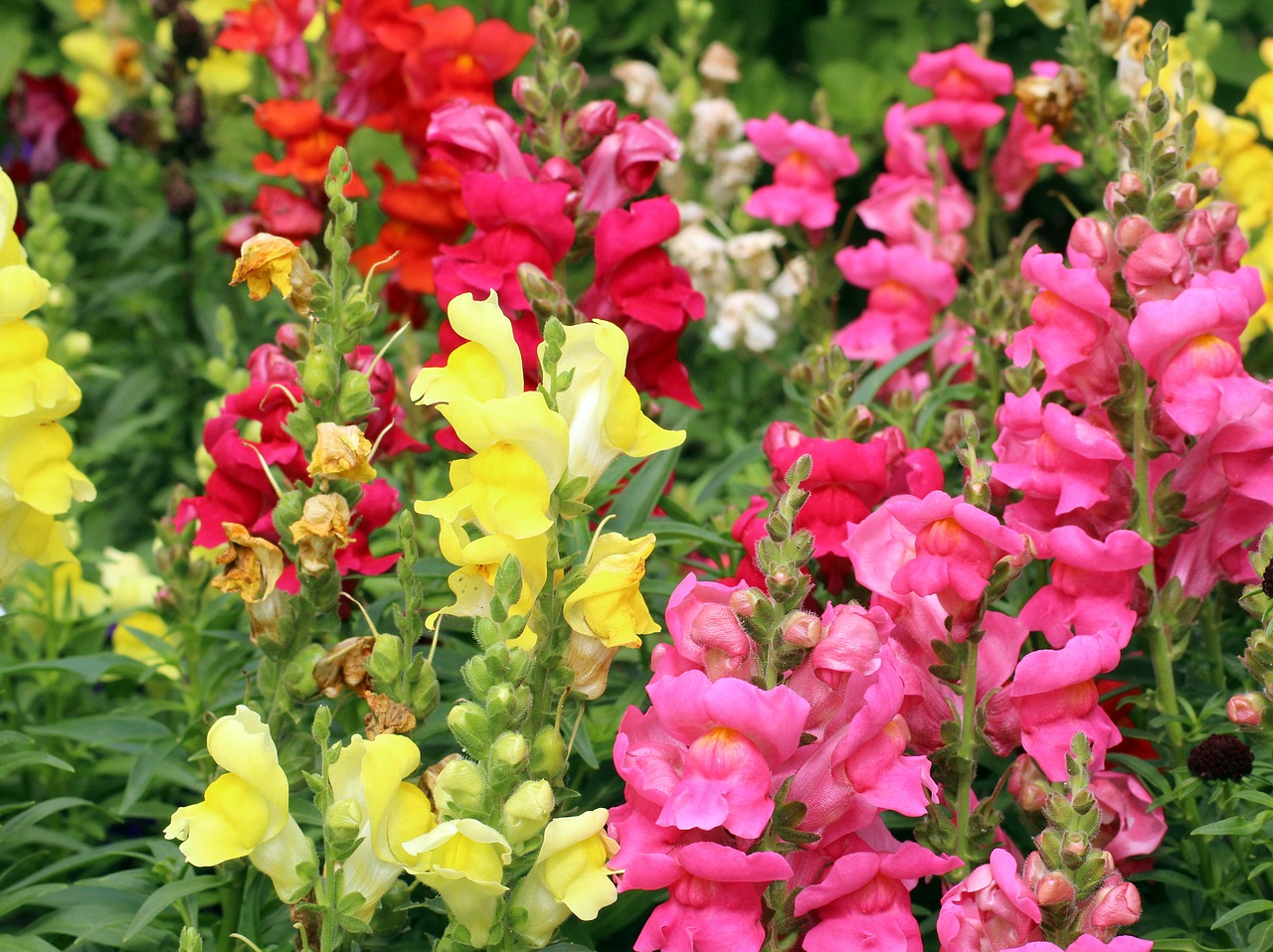 flowers  colorful  snapdragons free photo