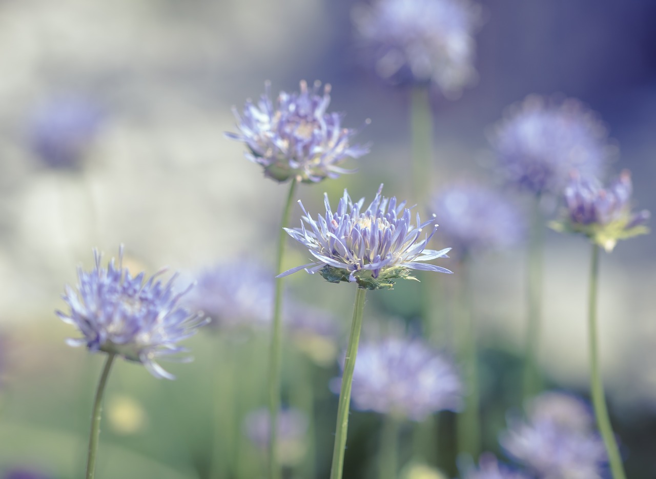 flowers  blue  flower free photo