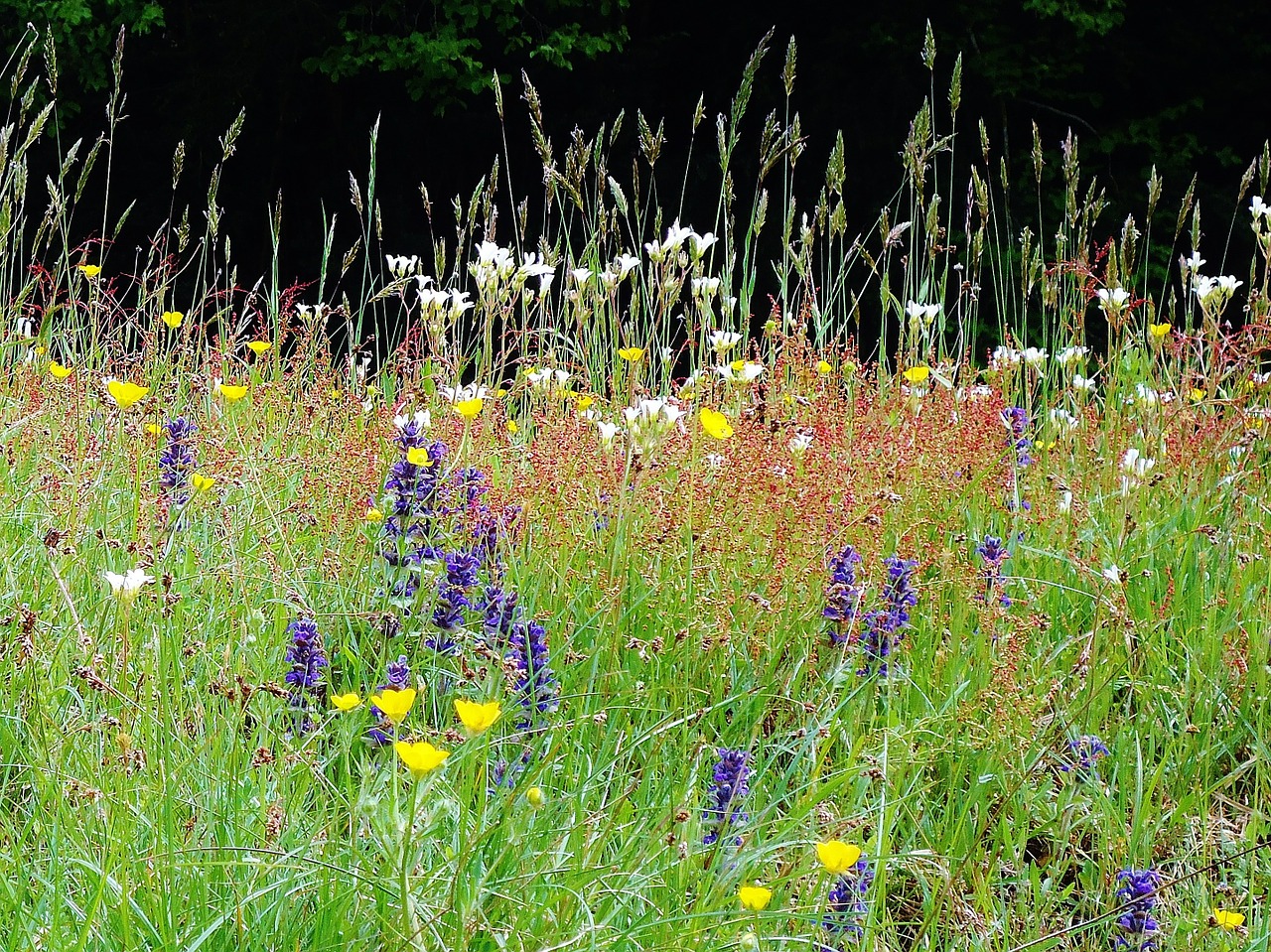 flowers colors fields free photo