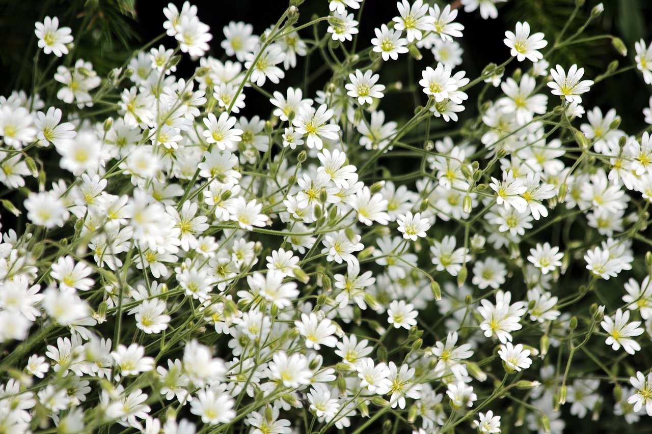 flowers  white flowers  bloom free photo