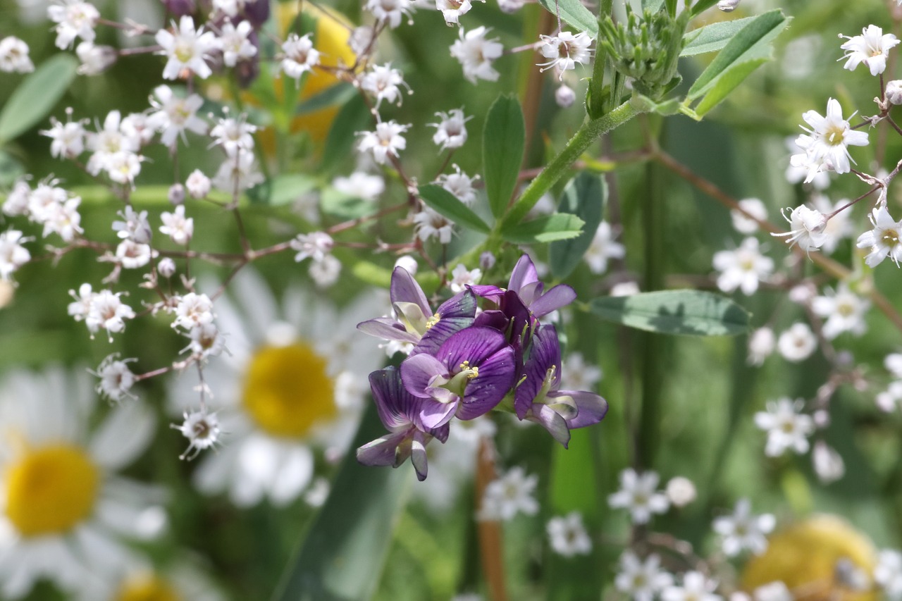 flowers  field  summer free photo