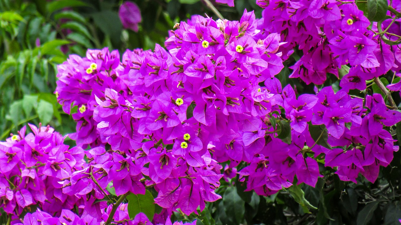 flowers  veranera  violet free photo