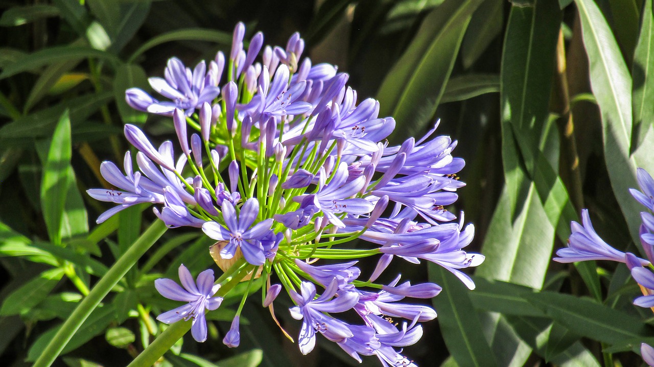 flowers  petals  summer free photo