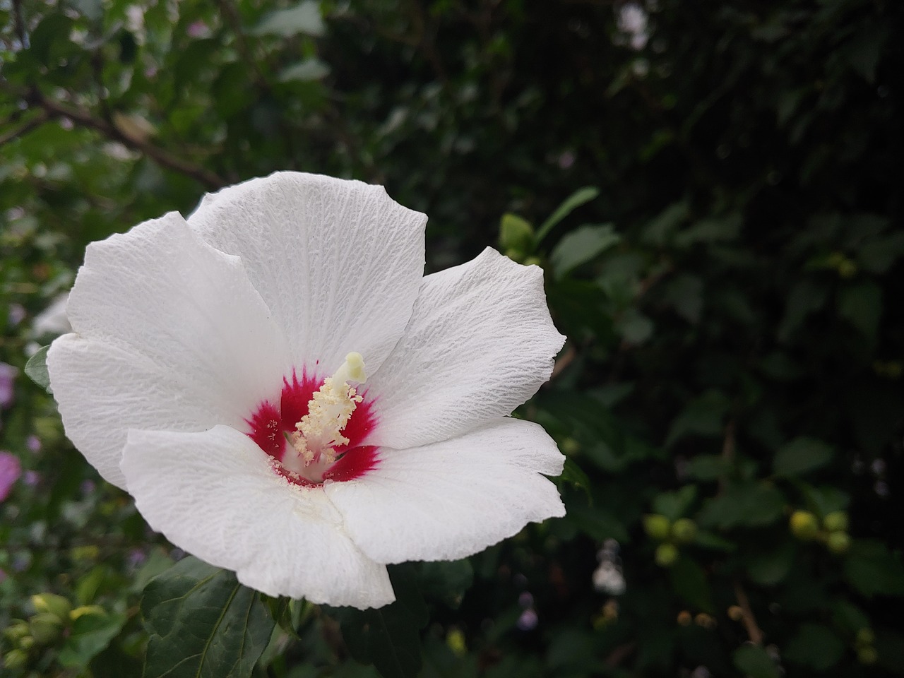 flowers  garden  petal free photo