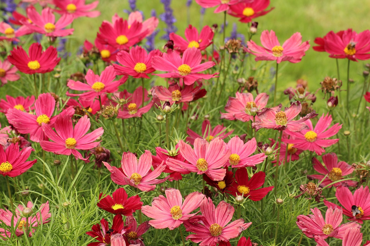 flowers  vegetation  cosmos free photo