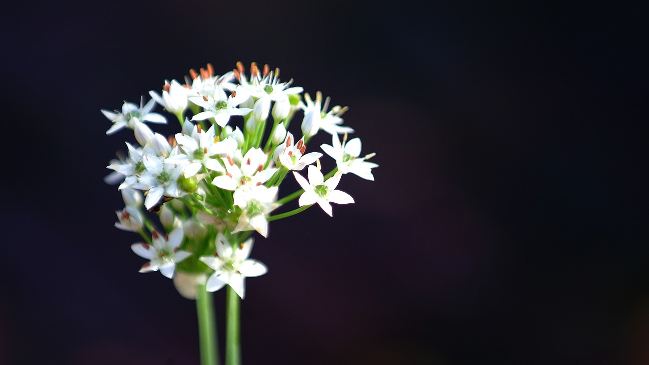 flowers  white  nature free photo