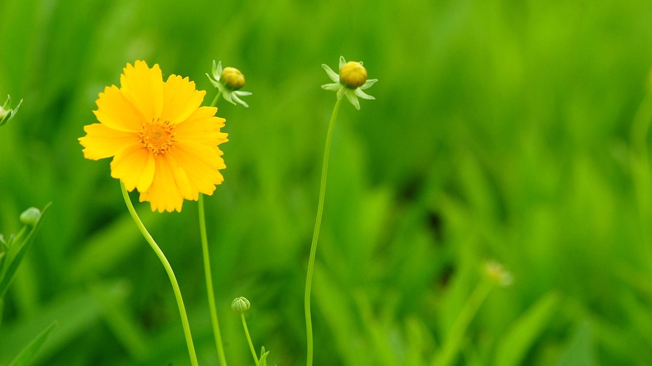 flowers  yellow  nature free photo