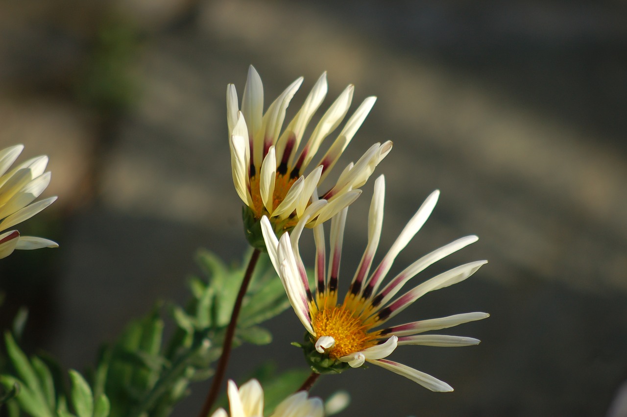 flowers  petals  nature free photo