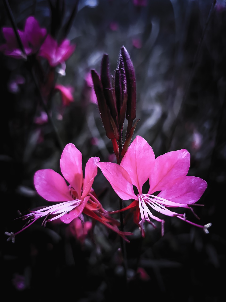 flowers  pink  flower free photo