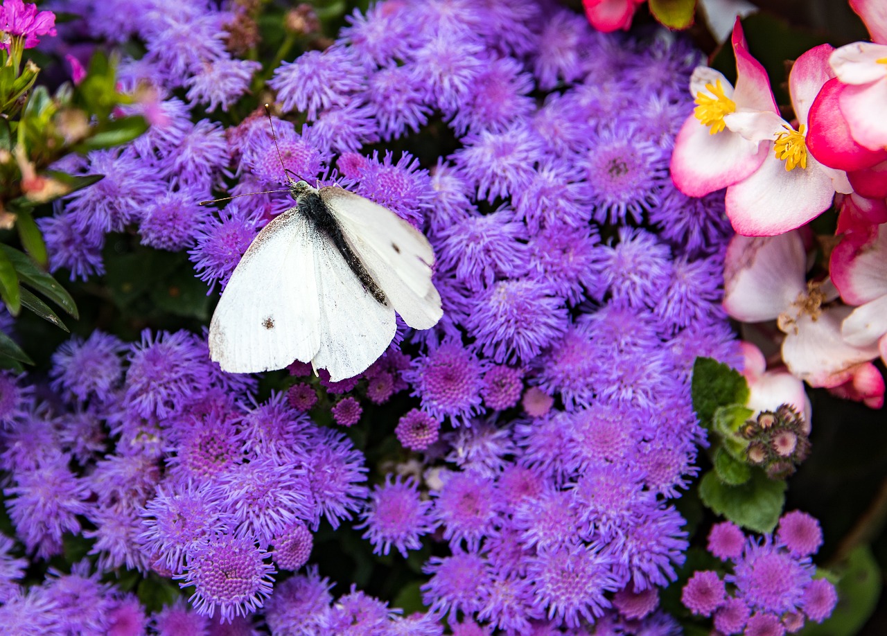 flowers  plant  bloom free photo