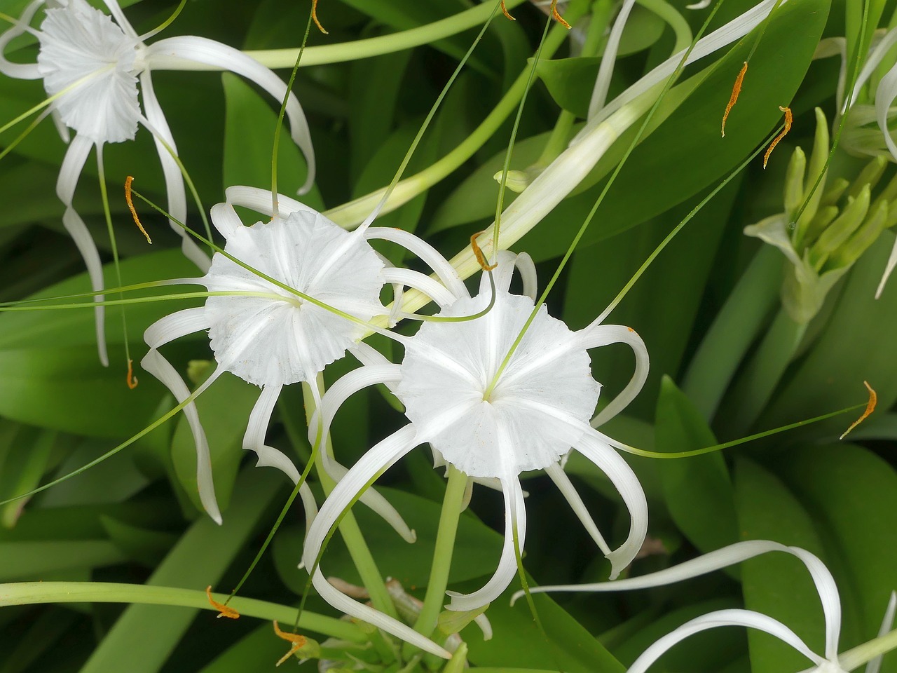 flowers  blossoms  lily free photo