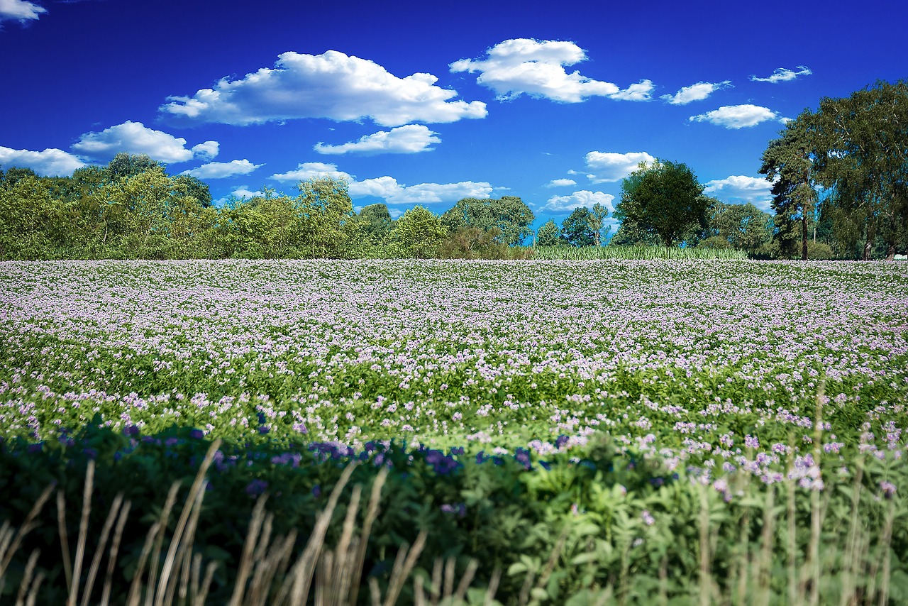 flowers  meadow  flower meadow free photo