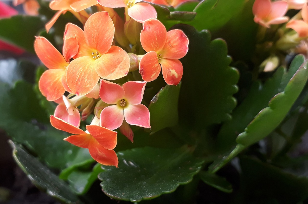 flowers  orange  plant free photo