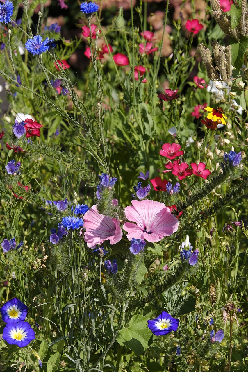 flowers  wildflowers  flower meadow free photo