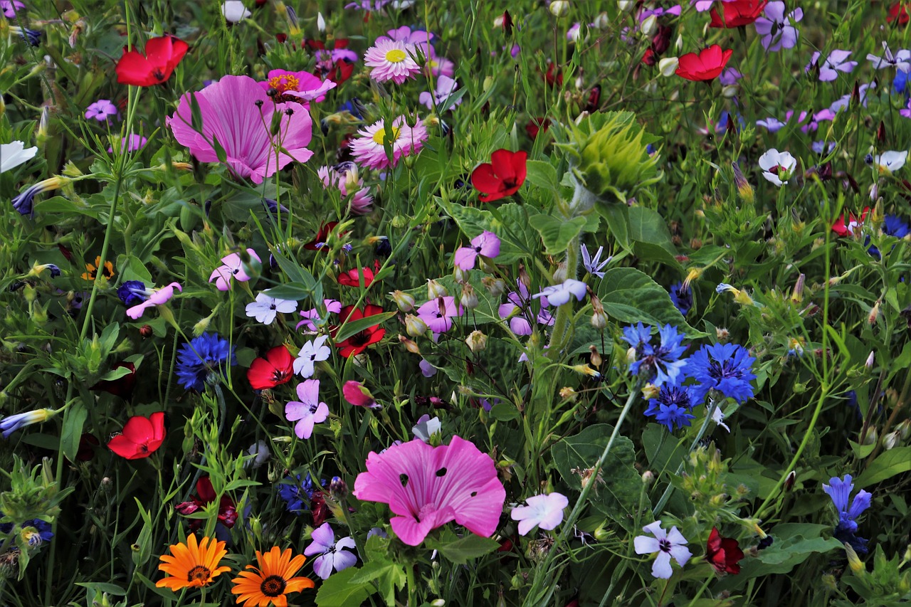 flowers  meadow  garden free photo