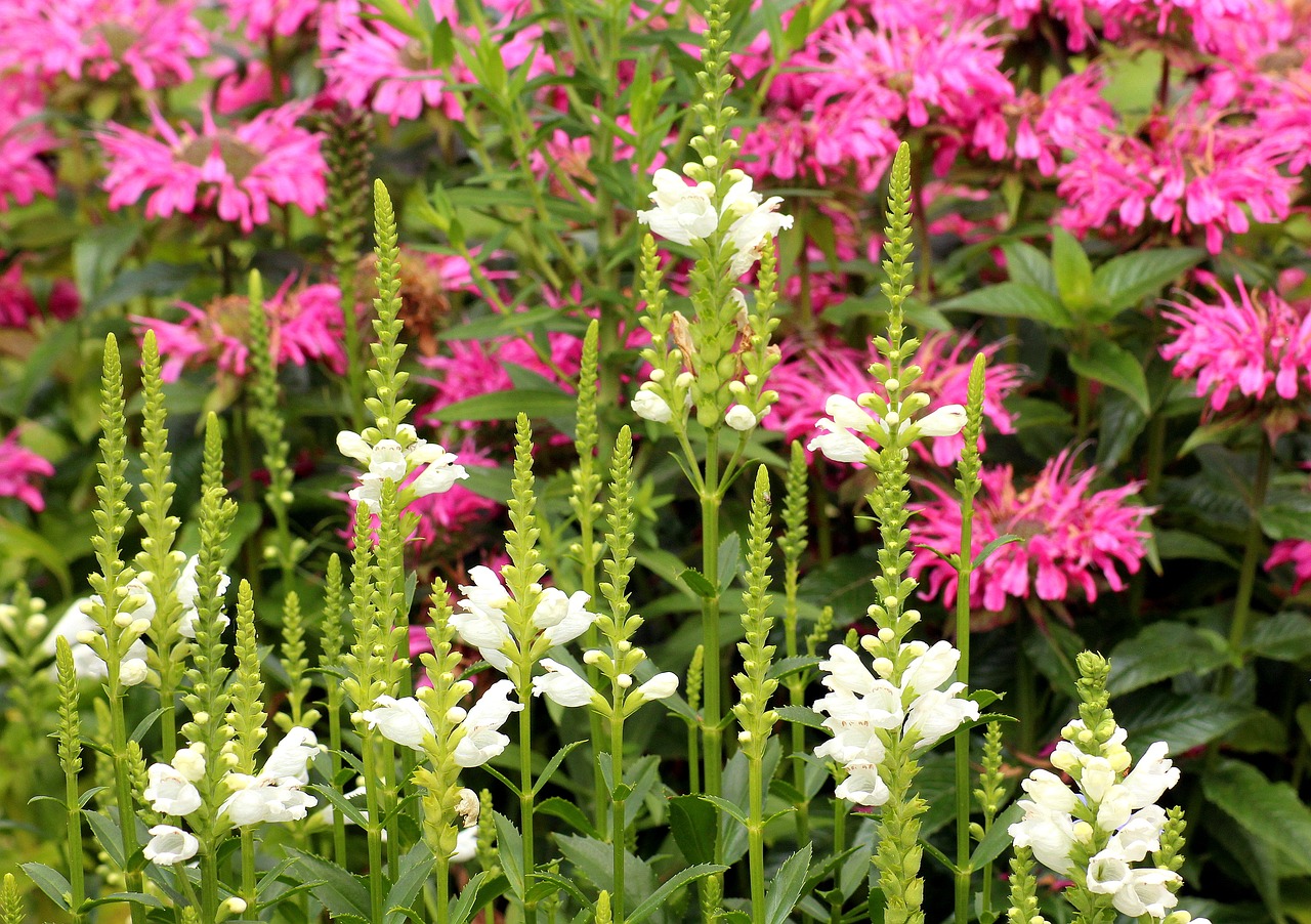 flowers  vegetation  summer free photo