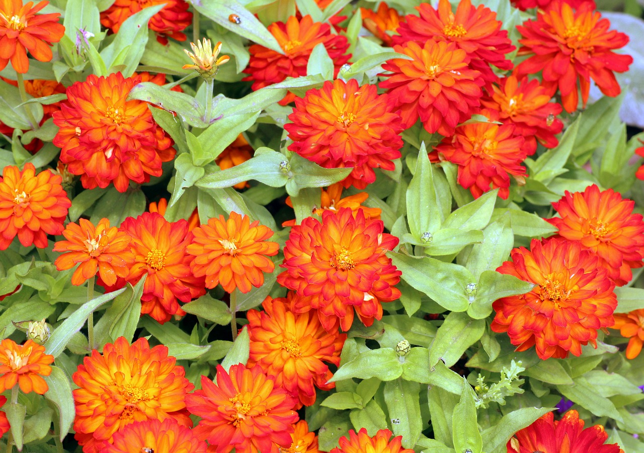 flowers  orange  summer free photo