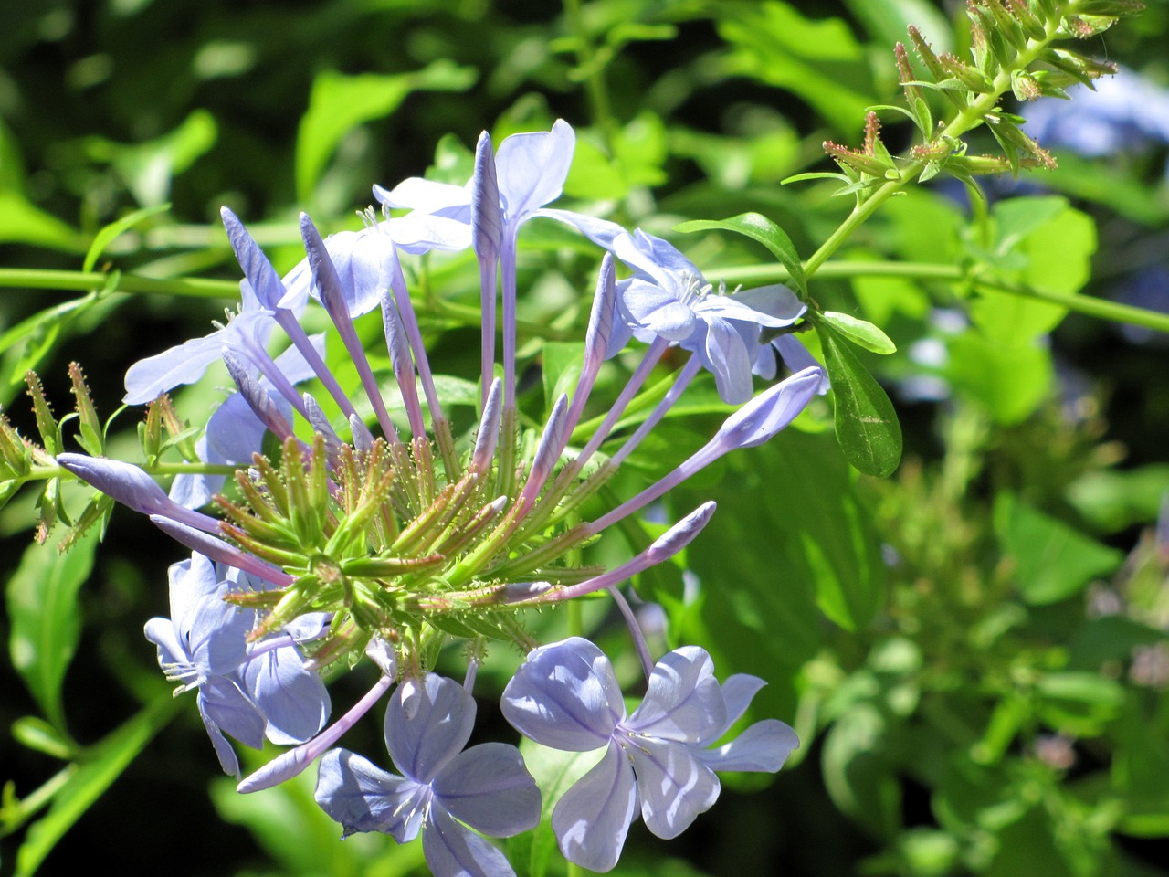 flowers purple plants free photo