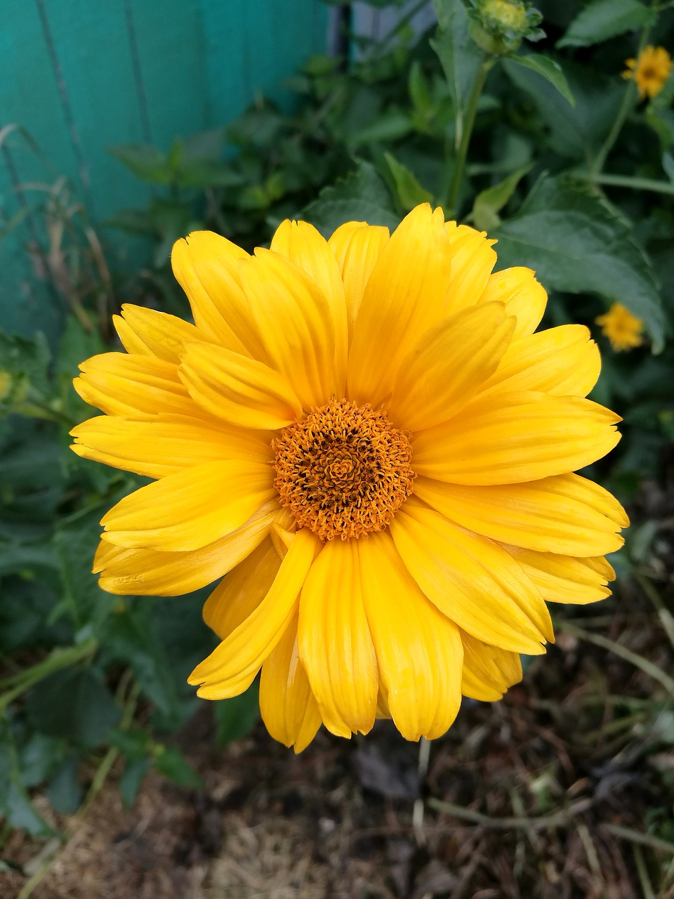 flowers  yellow flowers  macro free photo