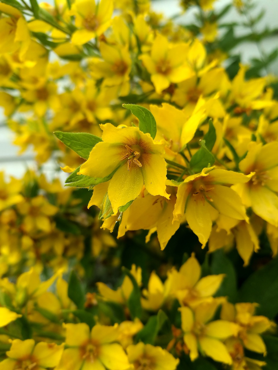 flowers  yellow flowers  macro free photo