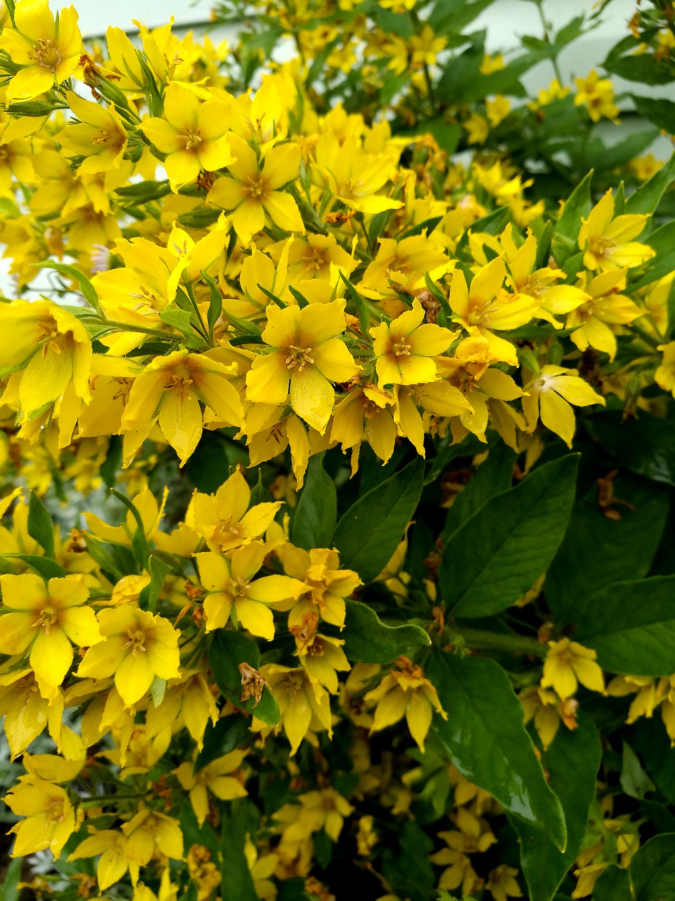 flowers  yellow flowers  macro free photo