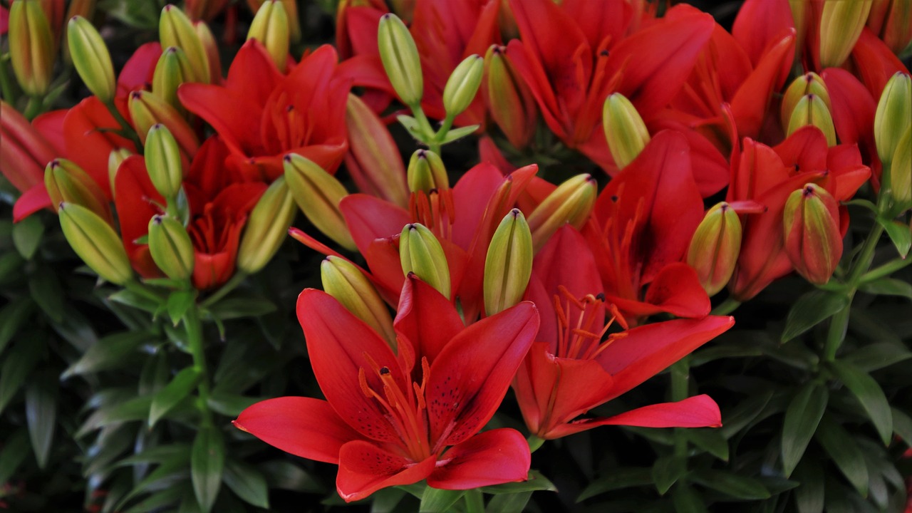 flowers  lilies  red free photo