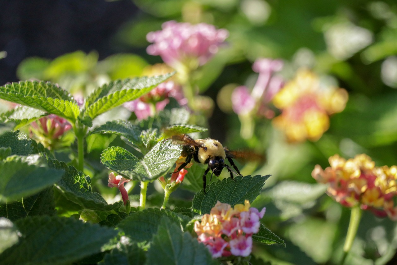 flowers  bee  leaves free photo