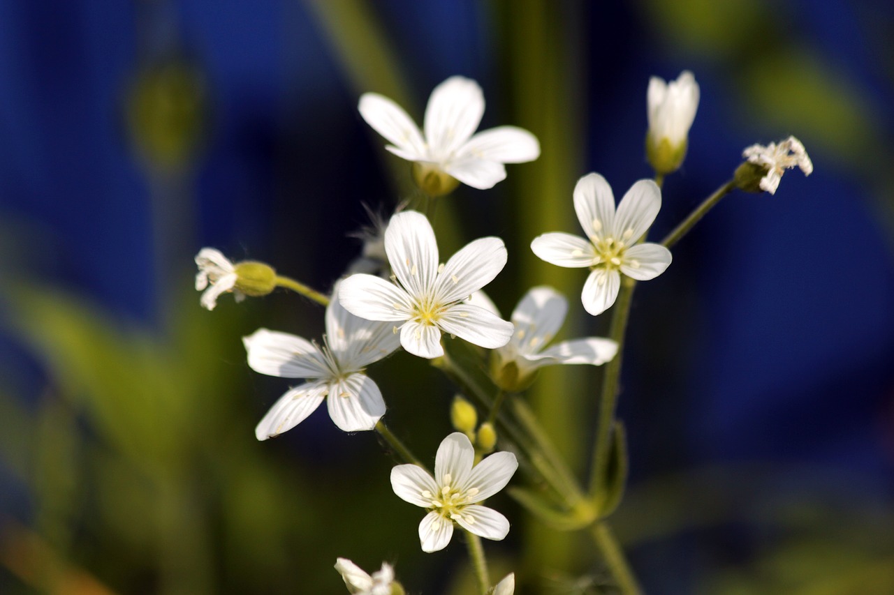 flowers  grass  bloom free photo