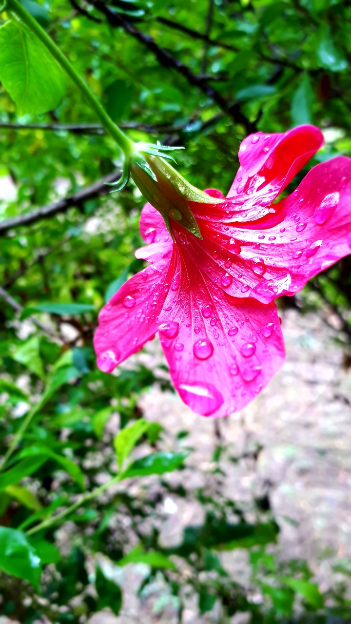 flowers  raindrops  monsoon free photo