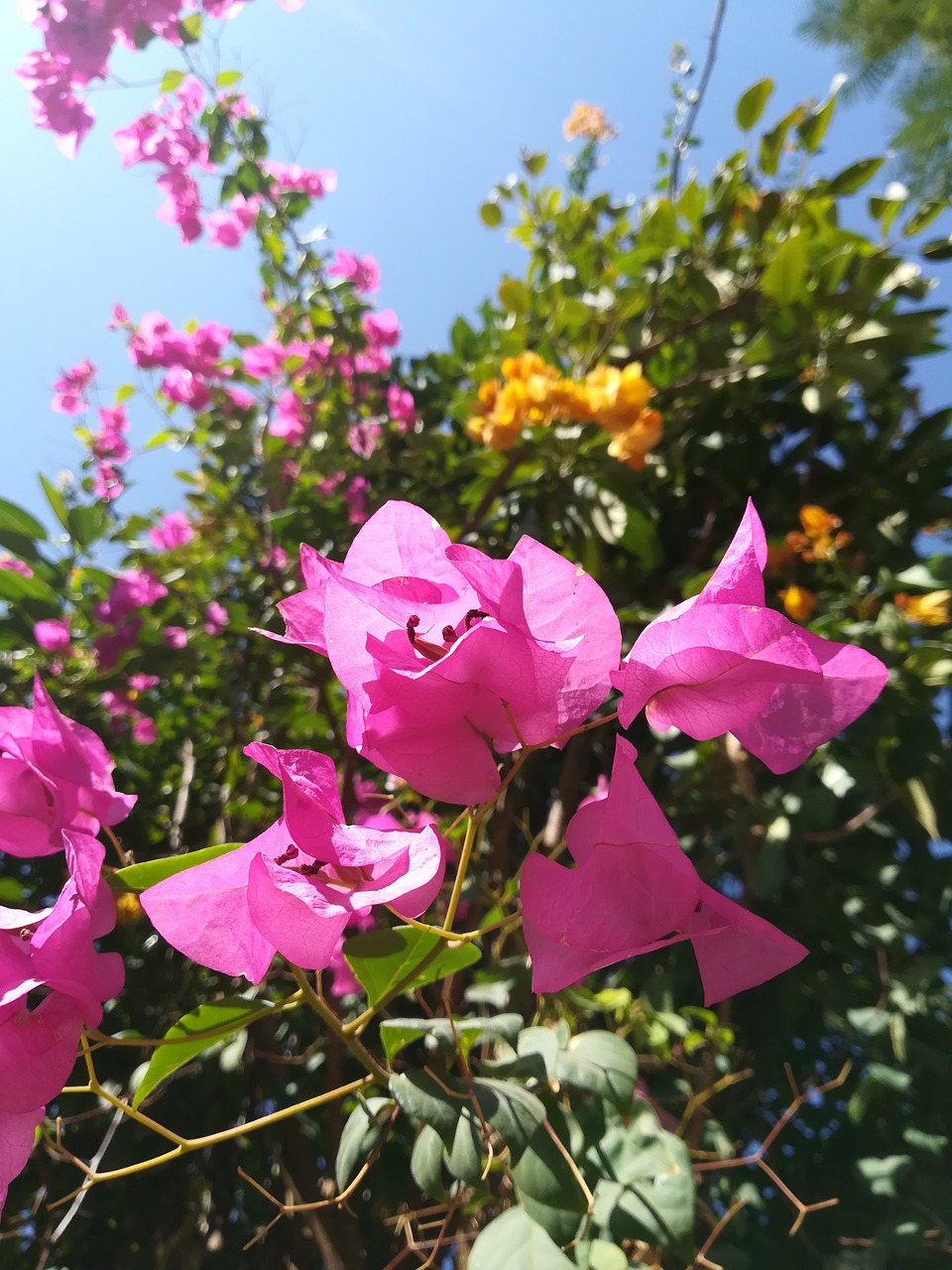 flowers  colorful  morning free photo