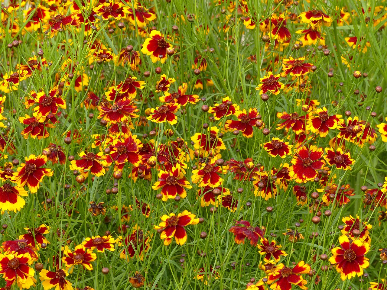 flowers  red flowers  bright free photo