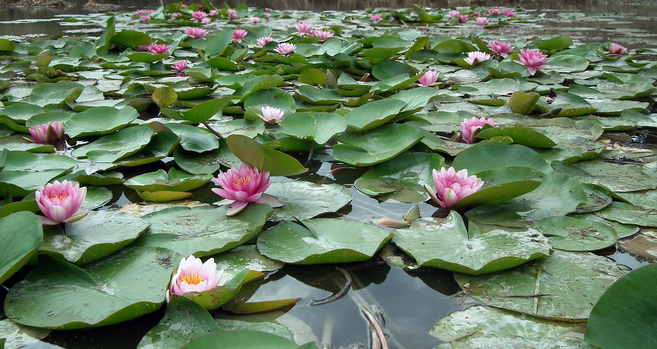 flowers  water lilies  pink free photo