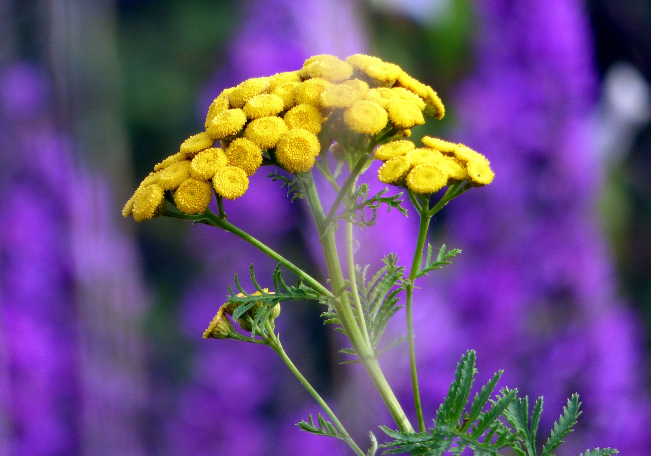 flowers  tansy  plants free photo