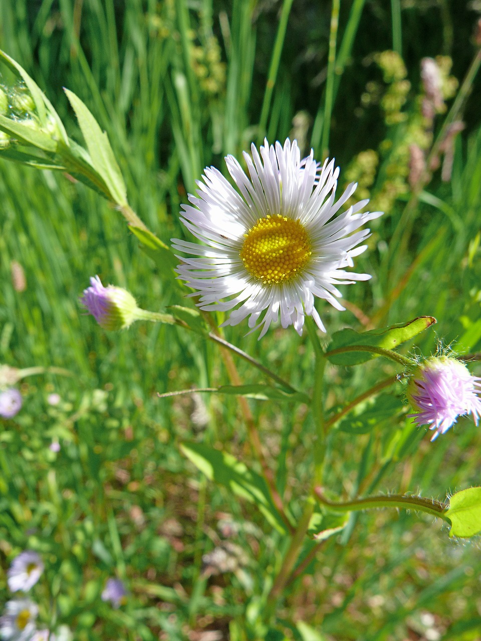 flowers nature macro free photo