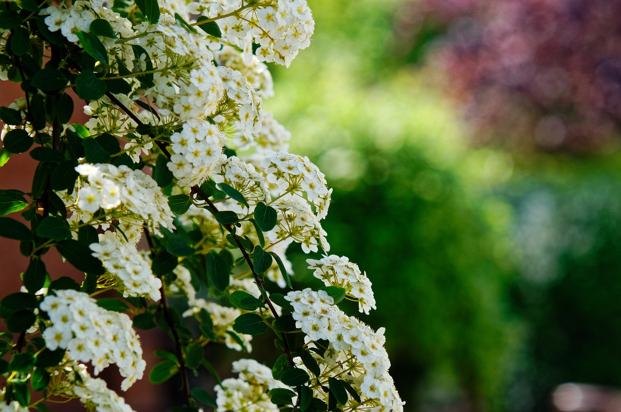 flowers  spring  bush free photo