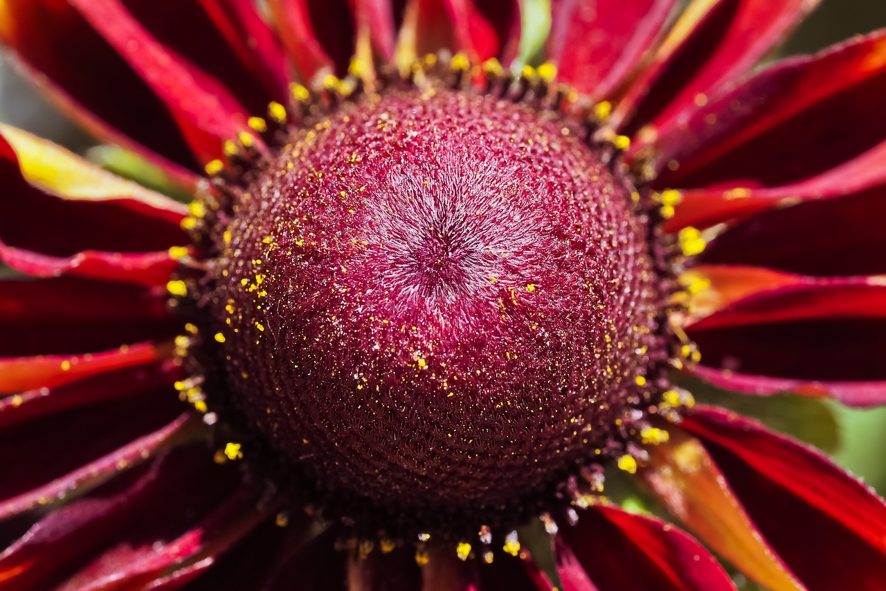 flowers  coneflower  blossom free photo