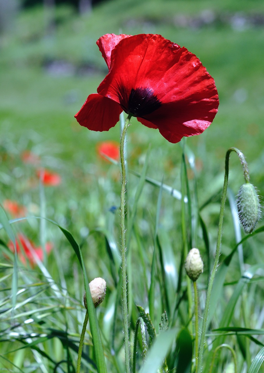 flowers poppy field free photo