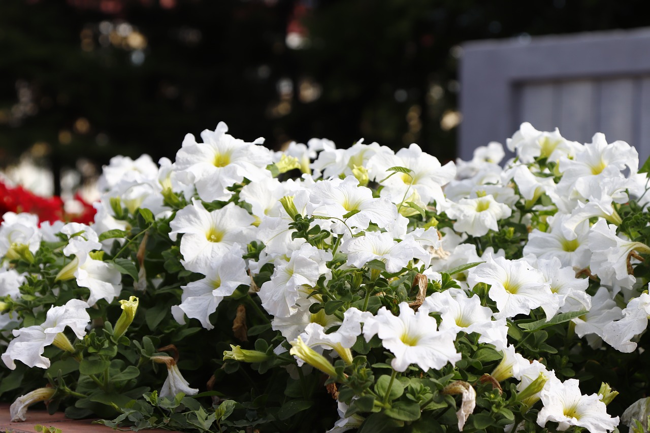 flowers  vegetable garden  beauty free photo