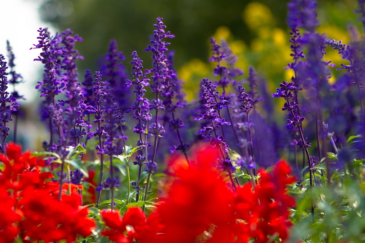 flowers  green  nature free photo