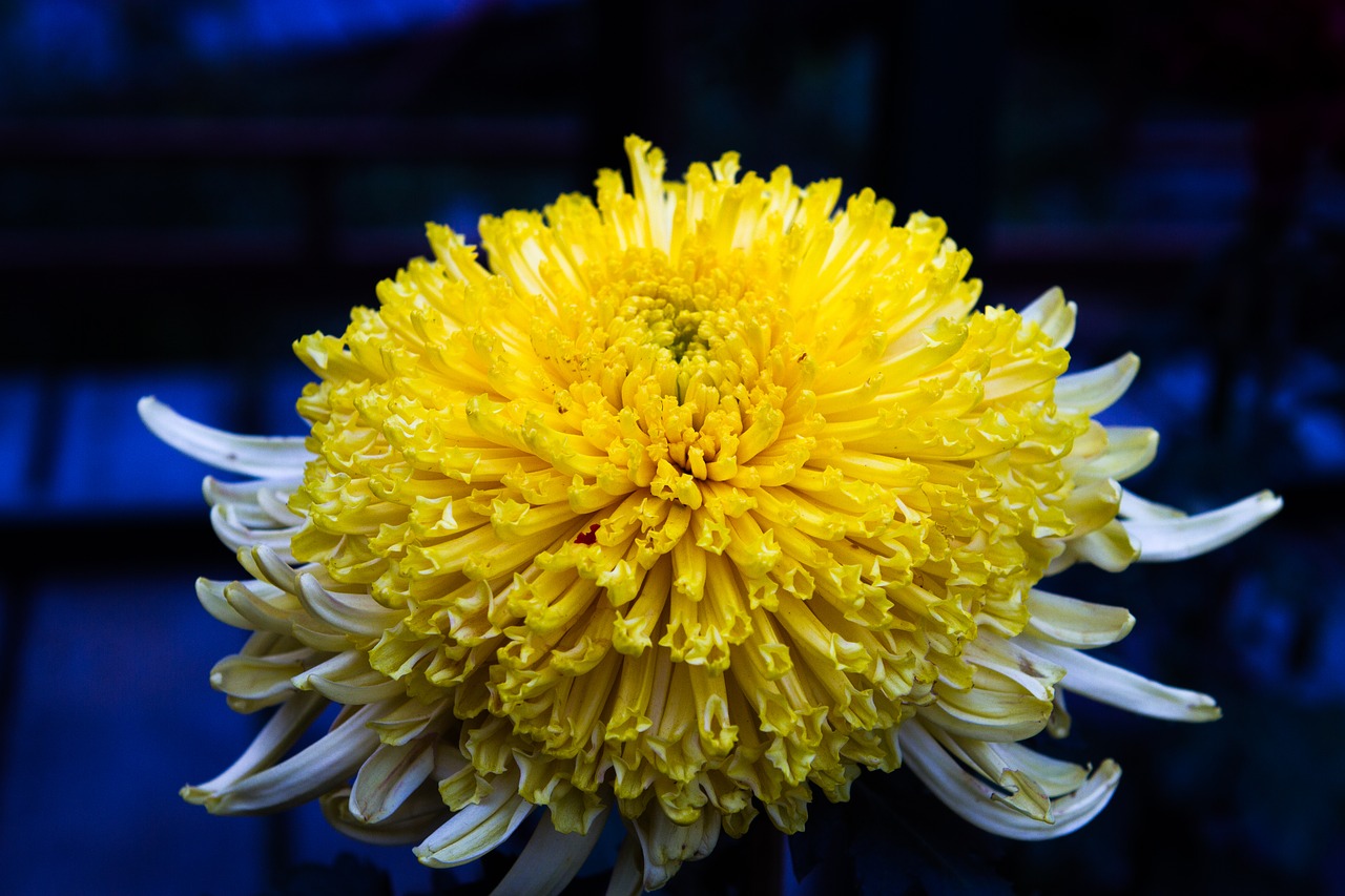 flowers  nature  yellow free photo