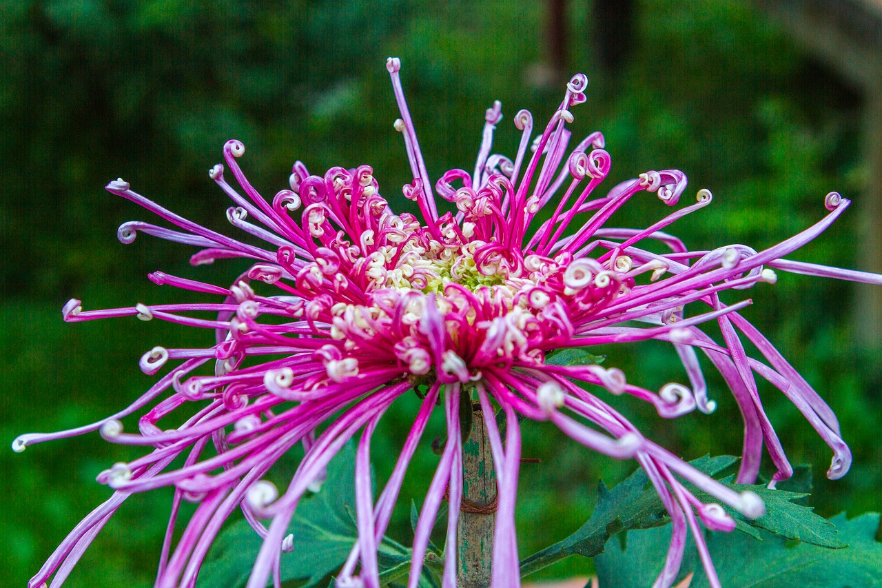 flowers  nature  pink free photo