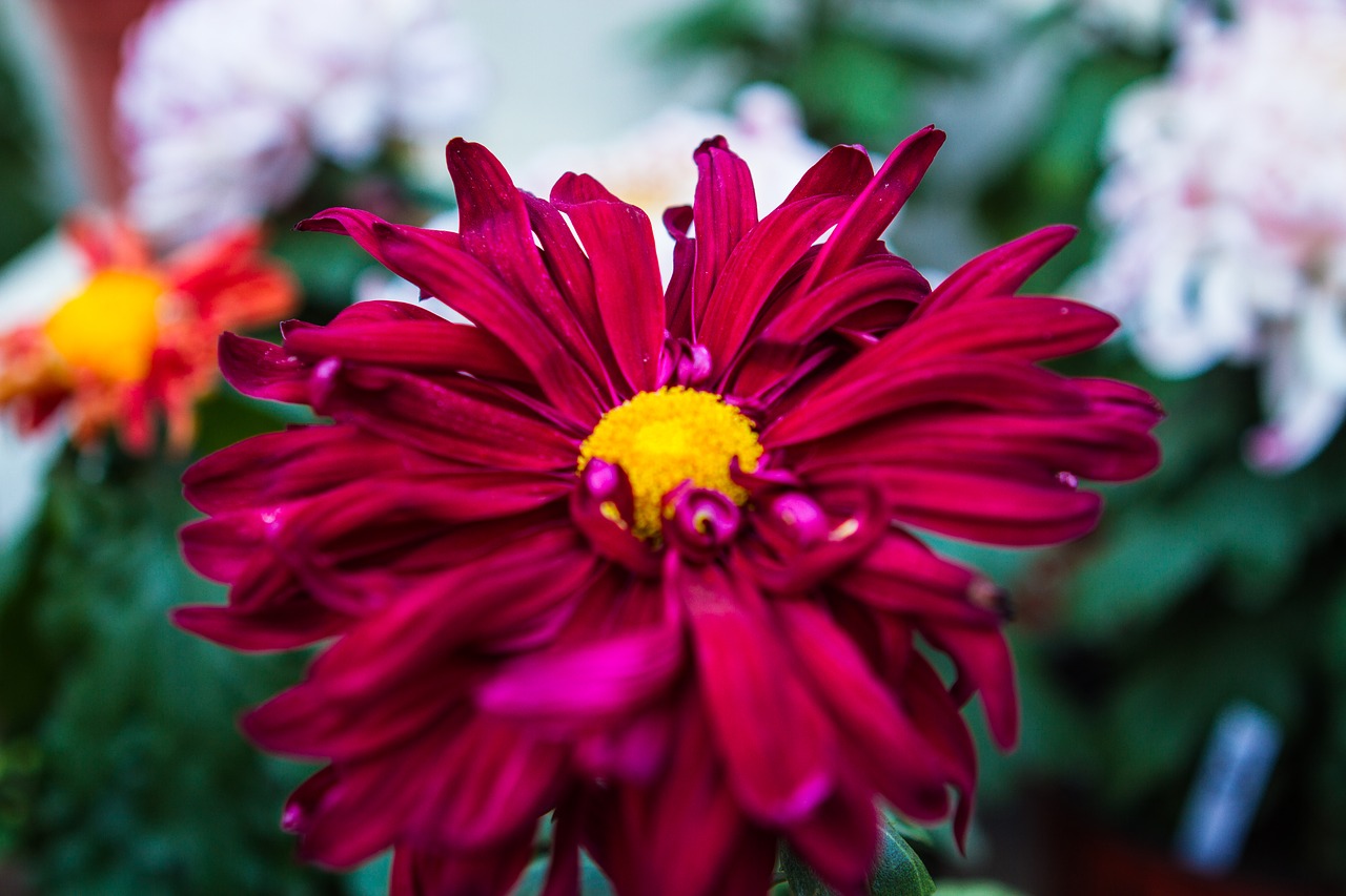 flowers  green  nature separated by comma free photo