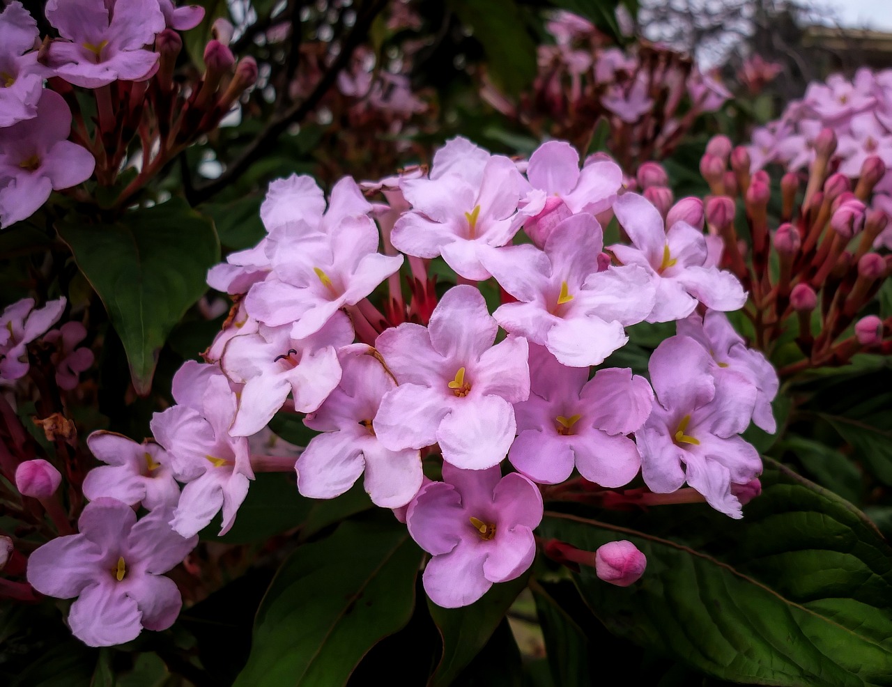 flowers  flora  pink free photo