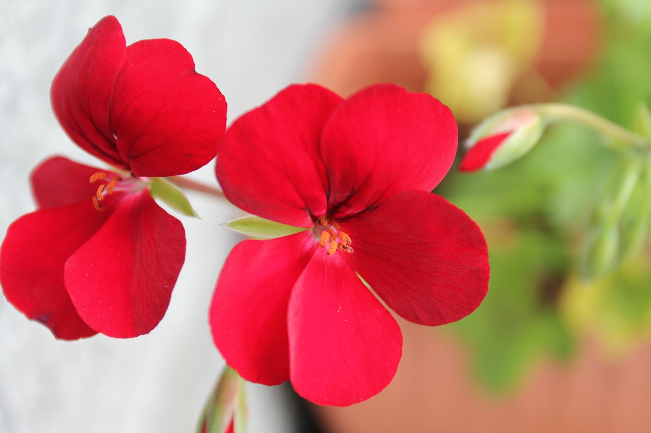 flowers  macro  nature free photo