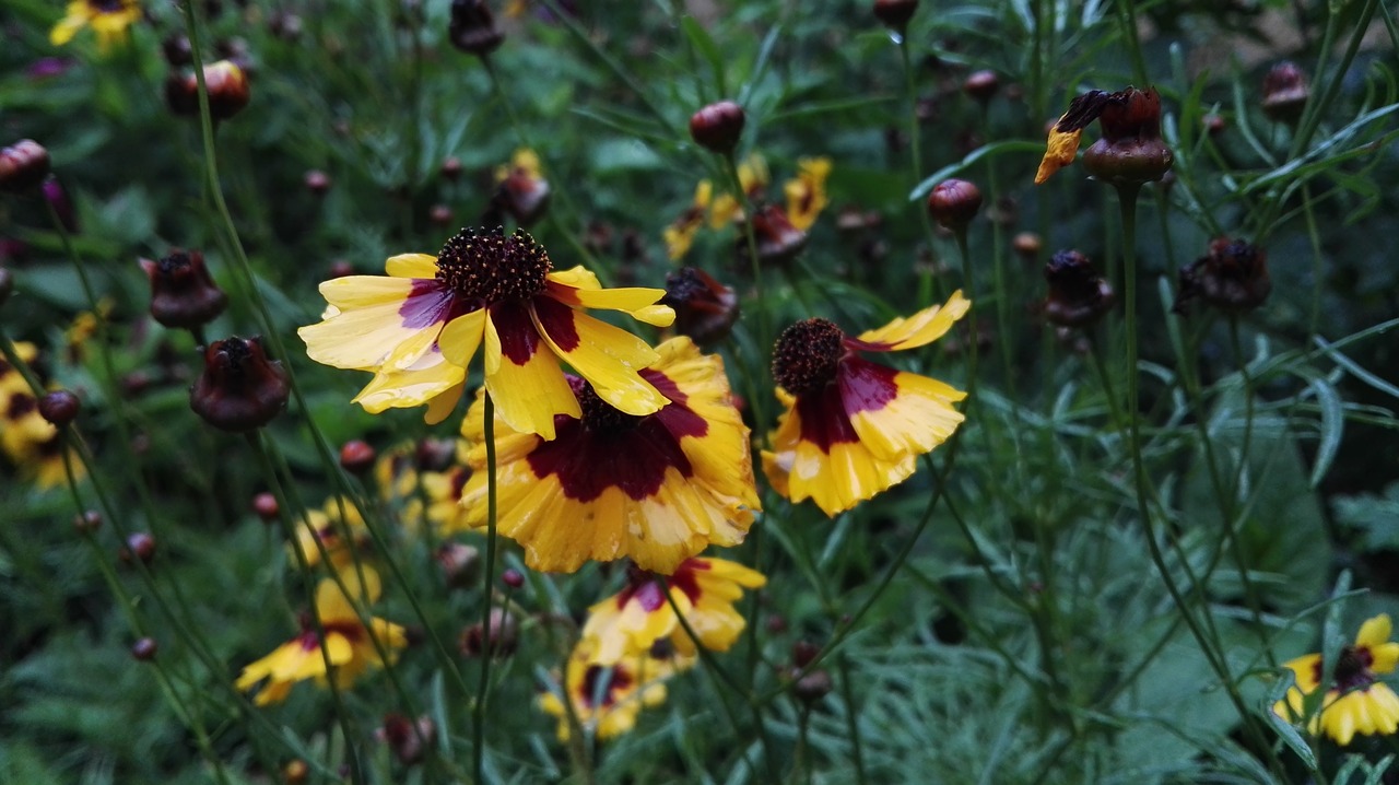 flowers  yellow  plants free photo